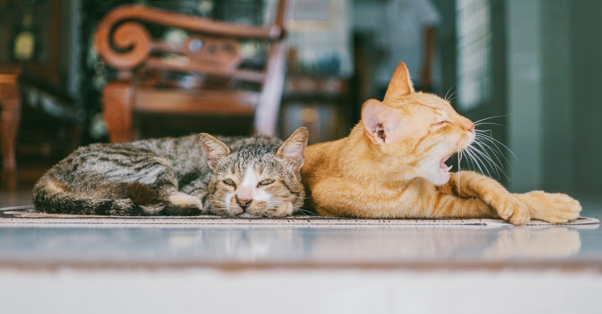 Two domestic cats resting indoors, one yawning while lying on a patterned rug.