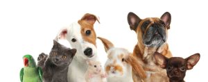 Pets at Home Care Plan